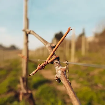 Ca' Colomba 农家乐